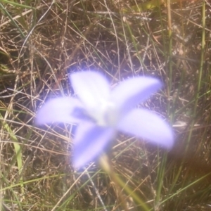 Euryinae (subfamily) at Mugga Mugga Grassland (MMW) - 24 Feb 2024