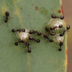 Monomorium sp. (genus) (A Monomorium ant) at Black Mountain - 21 Feb 2024 by ConBoekel