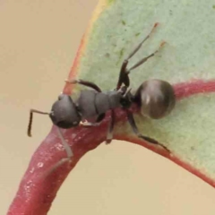 Polyrhachis sp. (genus) (A spiny ant) at O'Connor, ACT - 20 Feb 2024 by ConBoekel
