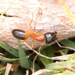 Camponotus consobrinus (Banded sugar ant) at O'Connor, ACT - 20 Feb 2024 by ConBoekel