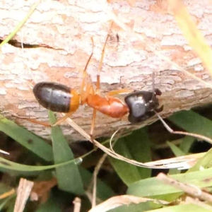Camponotus consobrinus at Black Mountain - 21 Feb 2024