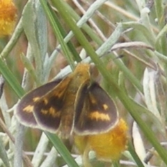 Taractrocera papyria (White-banded Grass-dart) at Symonston, ACT - 24 Feb 2024 by MichaelMulvaney