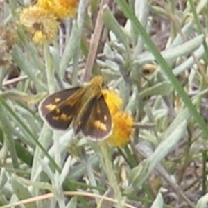 Taractrocera papyria at Mugga Mugga Grassland (MMW) - 24 Feb 2024