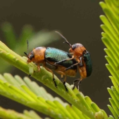 Aporocera (Aporocera) cyanipennis (Leaf beetle) at O'Connor, ACT - 21 Feb 2024 by ConBoekel