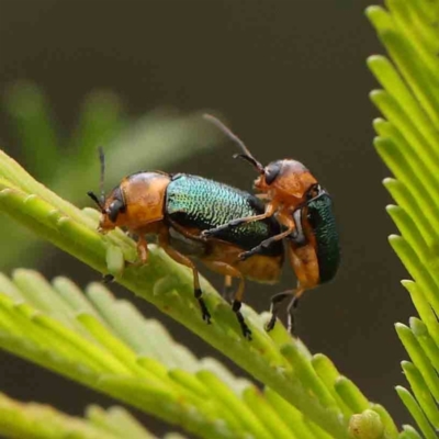 Aporocera (Aporocera) cyanipennis (Leaf beetle) at O'Connor, ACT - 21 Feb 2024 by ConBoekel