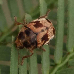 Elaphodes cervinus at Black Mountain - 21 Feb 2024 09:43 AM