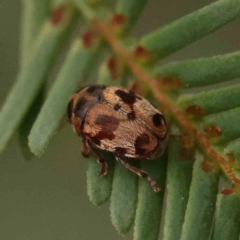 Elaphodes cervinus at Black Mountain - 21 Feb 2024