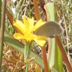 Zizina otis (Common Grass-Blue) at Mugga Mugga Grassland (MMW) - 24 Feb 2024 by MichaelMulvaney