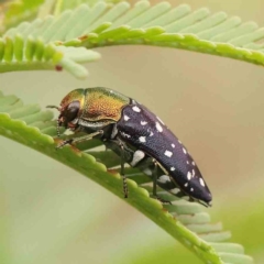 Diphucrania leucosticta (White-flecked acacia jewel beetle) at O'Connor, ACT - 20 Feb 2024 by ConBoekel