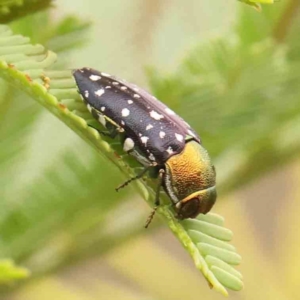 Diphucrania leucosticta at Black Mountain - 21 Feb 2024 09:29 AM