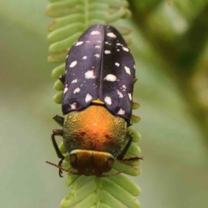 Diphucrania leucosticta at Black Mountain - 21 Feb 2024