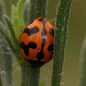 Coccinella transversalis at Black Mountain - 21 Feb 2024 11:35 AM