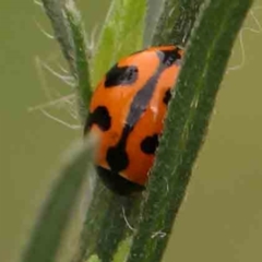 Coccinella transversalis at Black Mountain - 21 Feb 2024 11:35 AM