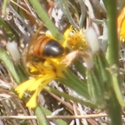 Apis mellifera (European honey bee) at Mugga Mugga Grassland (MMW) - 24 Feb 2024 by MichaelMulvaney