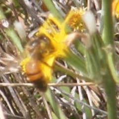 Apis mellifera at Undefined Area - 24 Feb 2024 02:59 PM