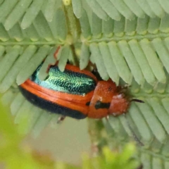 Calomela curtisi (Acacia leaf beetle) at Black Mountain - 21 Feb 2024 by ConBoekel