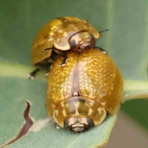 Paropsisterna cloelia at Black Mountain - 21 Feb 2024