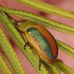 Calomela parilis (Leaf beetle) at Black Mountain - 21 Feb 2024 by ConBoekel