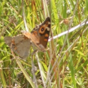 Junonia villida at Undefined Area - 24 Feb 2024 02:01 PM