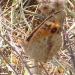 Junonia villida at Mugga Mugga Grassland (MMW) - 24 Feb 2024