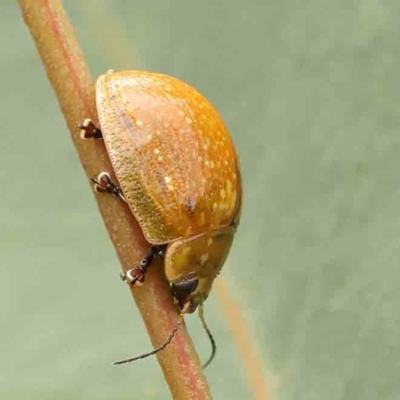 Paropsisterna cloelia (Eucalyptus variegated beetle) at Black Mountain - 21 Feb 2024 by ConBoekel