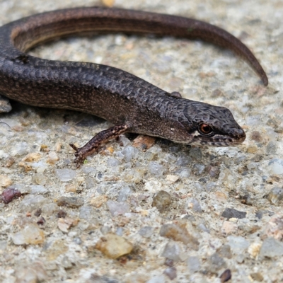 Saproscincus mustelinus (Weasel Skink) at Braidwood, NSW - 23 Feb 2024 by MatthewFrawley