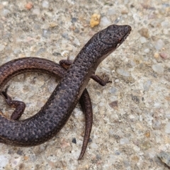 Saproscincus mustelinus at QPRC LGA - 24 Feb 2024