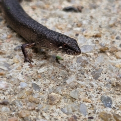 Saproscincus mustelinus at QPRC LGA - 24 Feb 2024