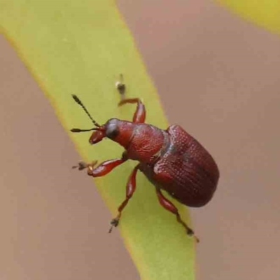 Euops sp. (genus) (A leaf-rolling weevil) at Black Mountain - 21 Feb 2024 by ConBoekel