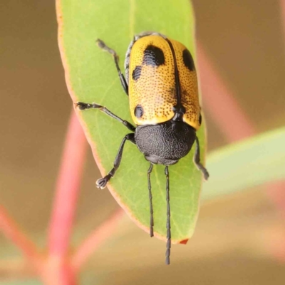 Cadmus (Cadmus) litigiosus (Leaf beetle) at Black Mountain - 20 Feb 2024 by ConBoekel