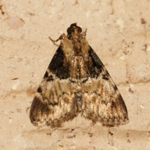 Orthaga thyrisalis at Harrison, ACT - 15 Feb 2024