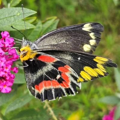 Delias harpalyce (Imperial Jezebel) at QPRC LGA - 24 Feb 2024 by MatthewFrawley