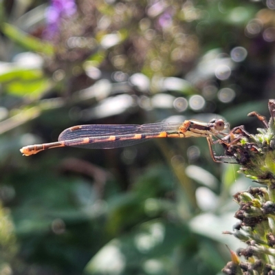 Austrolestes leda (Wandering Ringtail) at Braidwood, NSW - 24 Feb 2024 by MatthewFrawley