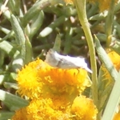 Heliocosma (genus) at Mugga Mugga Grassland (MMW) - 24 Feb 2024 02:07 PM