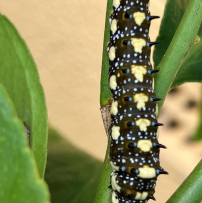 Papilio anactus (Dainty Swallowtail) at Hughes, ACT - 24 Feb 2024 by KL