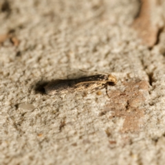 Hoplostega ochroma at Harrison, ACT - 15 Feb 2024 09:01 PM