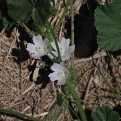 Malva neglecta (Dwarf Mallow) at Goorooyarroo NR (ACT) - 18 Jan 2024 by RAllen