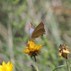 Jalmenus icilius (Amethyst Hairstreak) at Goorooyarroo NR (ACT) - 18 Jan 2024 by RAllen