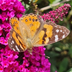 Vanessa kershawi (Australian Painted Lady) at QPRC LGA - 24 Feb 2024 by MatthewFrawley