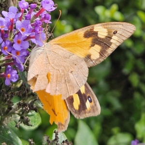 Heteronympha merope at QPRC LGA - 24 Feb 2024