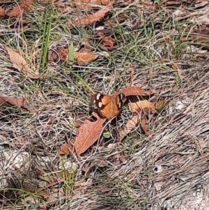 Heteronympha merope at Namadgi National Park - 24 Feb 2024 10:00 AM