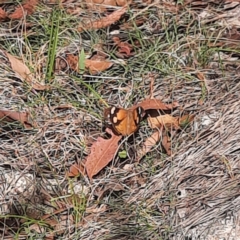 Heteronympha merope (Common Brown Butterfly) at Namadgi National Park - 23 Feb 2024 by MB