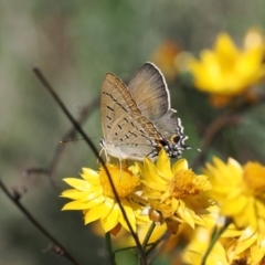 Jalmenus ictinus (Stencilled Hairstreak) at Kenny, ACT - 18 Jan 2024 by RAllen