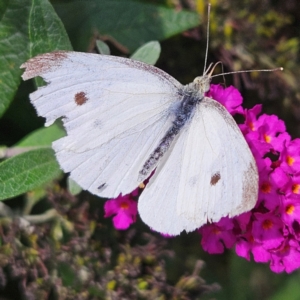 Pieris rapae at QPRC LGA - 24 Feb 2024