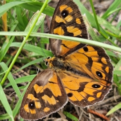 Heteronympha penelope (Shouldered Brown) at QPRC LGA - 24 Feb 2024 by MatthewFrawley