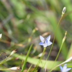 Lasioglossum (Chilalictus) sp. (genus & subgenus) at Griffith Woodland (GRW) - 24 Feb 2024