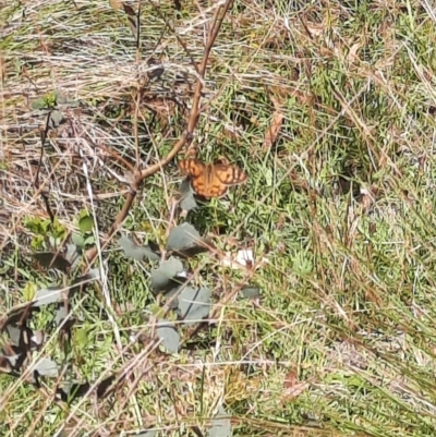 Heteronympha penelope (Shouldered Brown) at Tharwa, ACT - 24 Feb 2024 by MB