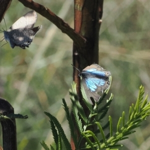 Jalmenus icilius at Goorooyarroo NR (ACT) - 18 Jan 2024