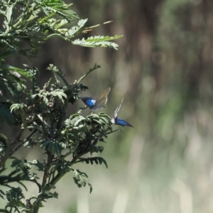 Jalmenus icilius at Goorooyarroo NR (ACT) - 18 Jan 2024