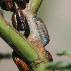 Jalmenus icilius at Goorooyarroo NR (ACT) - 18 Jan 2024